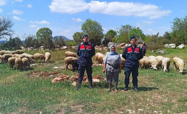 Jandarma kaybolan keçi ve koyunları drone kullanarak buldu