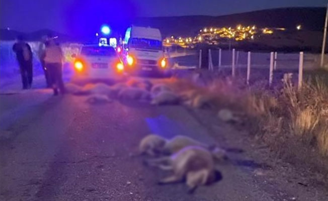 Otomobil hayvan sürüsüne çarptı: 1 kişi yaralandı, 29 hayvan telef oldu