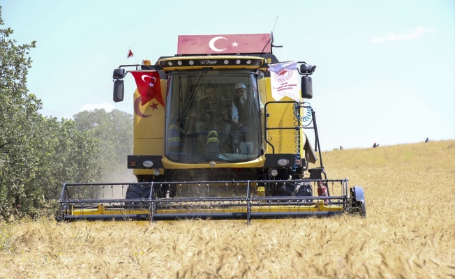 Uşak'taki 70 Bin Hektarlık Buğday Alanında Hasad Başladı