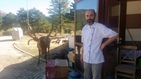 Doğaya bırakılan kızıl geyik, Spil Dağı'ndaki restoranın "müdavimi" oldu